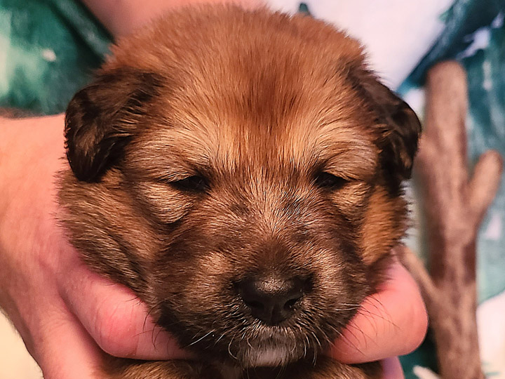 chinook puppy